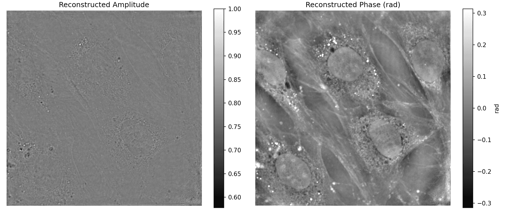 Reconstructed amplitude image, mostly flat gray, beside the reconstructed phase image in radians showing detailed cell structure